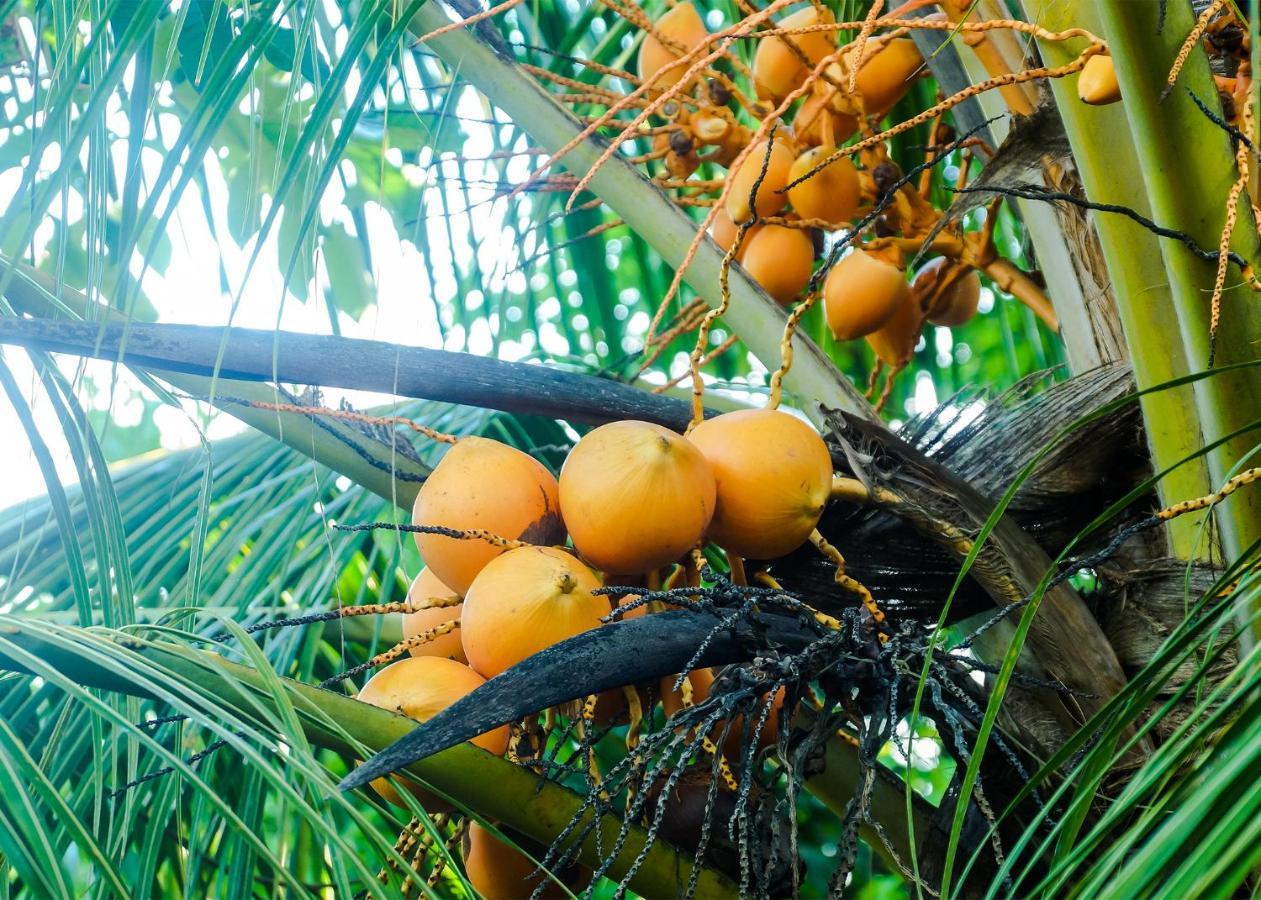 Plantation Inn Weligama Εξωτερικό φωτογραφία