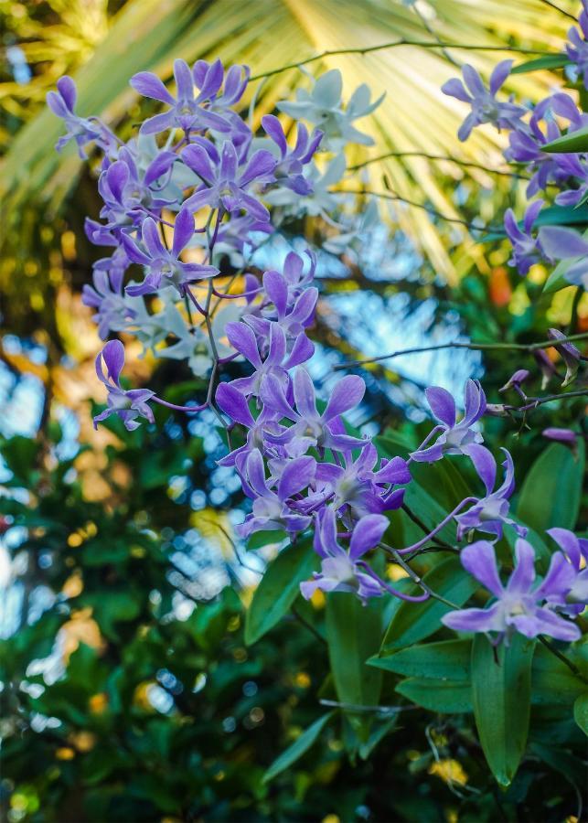 Plantation Inn Weligama Εξωτερικό φωτογραφία